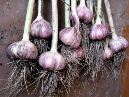 the next step will be the crop bulkhead. Bad garlic with cracks, spots is laid aside, they can be eaten immediately or thrown away. From the remaining mass, heads with large teeth are chosen, they will be useful for planting