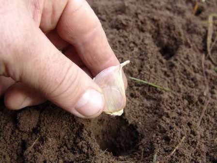 Winter garlic planting and care, when to harvest, useful tips