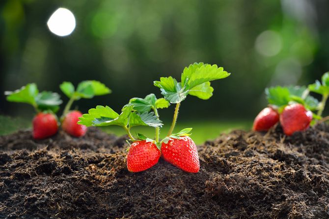 you can transplant strawberry seedlings in spring and autumn