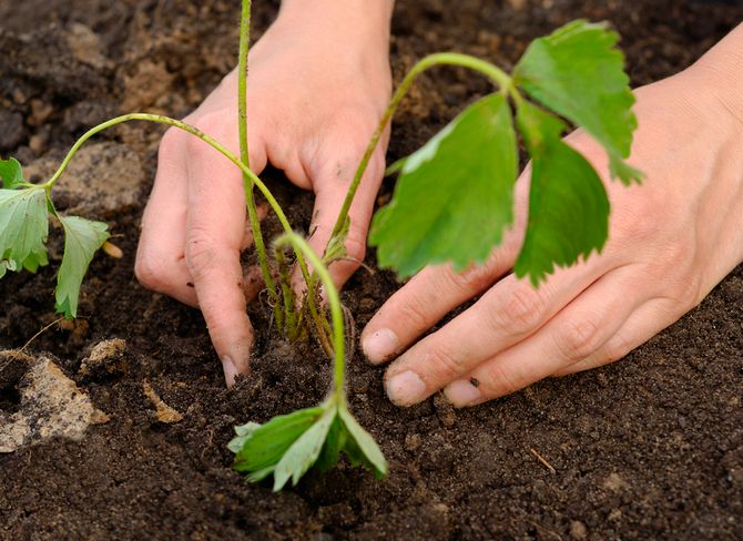 a bush of strawberries or strawberries is placed on a prepared hill of soil, the roots are straightened and carefully sprinkled with earth