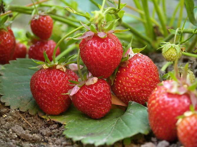 Planting strawberries (strawberries): timing and technology