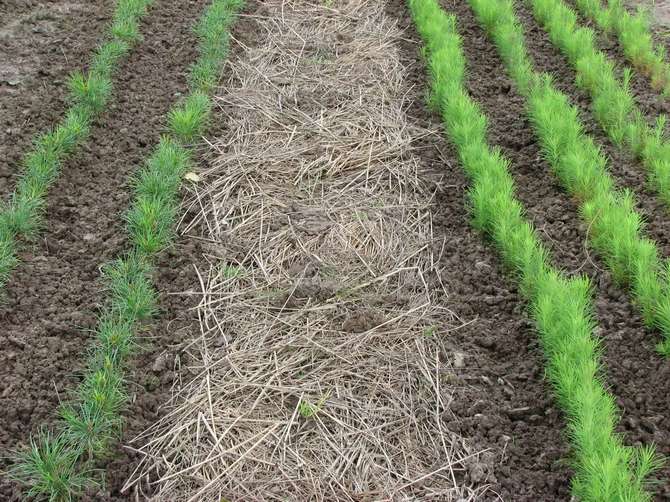 Mulch: what is it and how to do it yourself