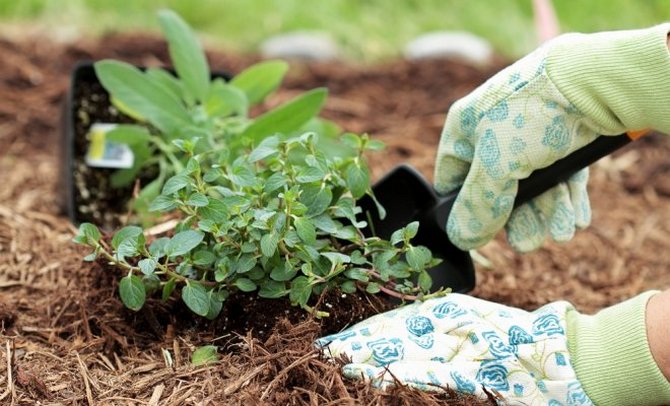 Correct mulching: how and when to mulch the soil