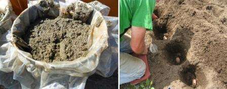 Everyone is interested in how to use dry bird droppings as fertilizer. Experts recommend first watering the plants abundantly, and then scattering dry excrement over the surface.