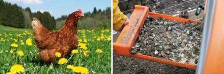 Now you know how to make your own poultry manure fertilizer. Use natural fertilizers