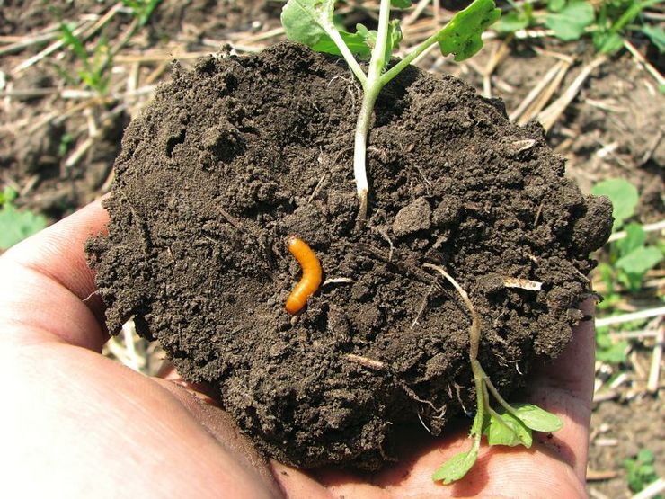 Bestrijding van de draadworm in de moestuin