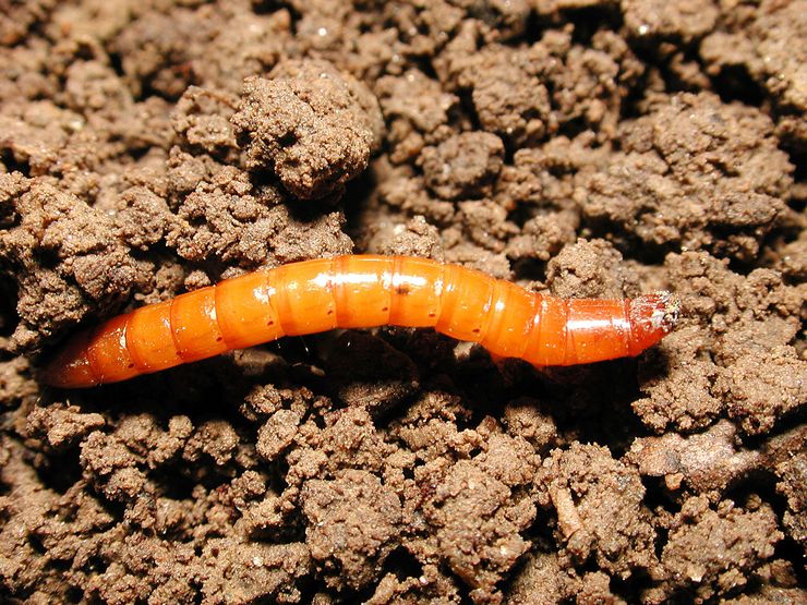 Wireworm - как да се отървете от градината, средства и препарати. Борба с картофи и моркови с тел