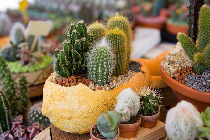 Cactussen en andere planten van het succulente geslacht voelen zich ook ongemakkelijk in vergelijkbare omstandigheden.