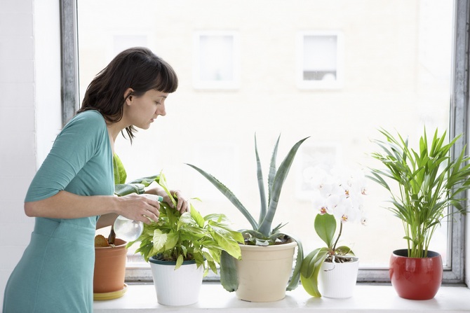 Hoe zorg je op de juiste manier voor planten bij warm weer?