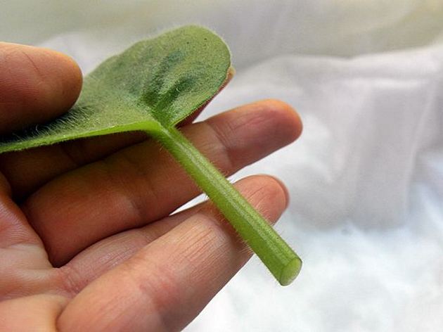 Rooting a cutting of a violet in water