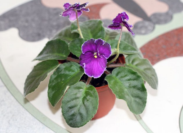 Reproduction of violets. Part 2