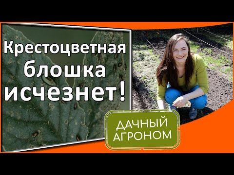 Кръстоцветна бълха: 3 ефективни начина за защита и борба