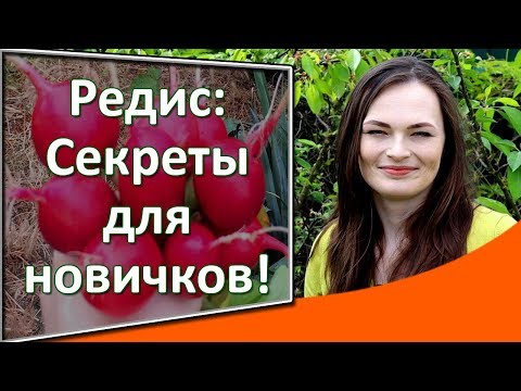 Репички: как да растат. Засаждане на репички през пролетта и лятото. Сортове репички. Тайните на реколтата от големи репички