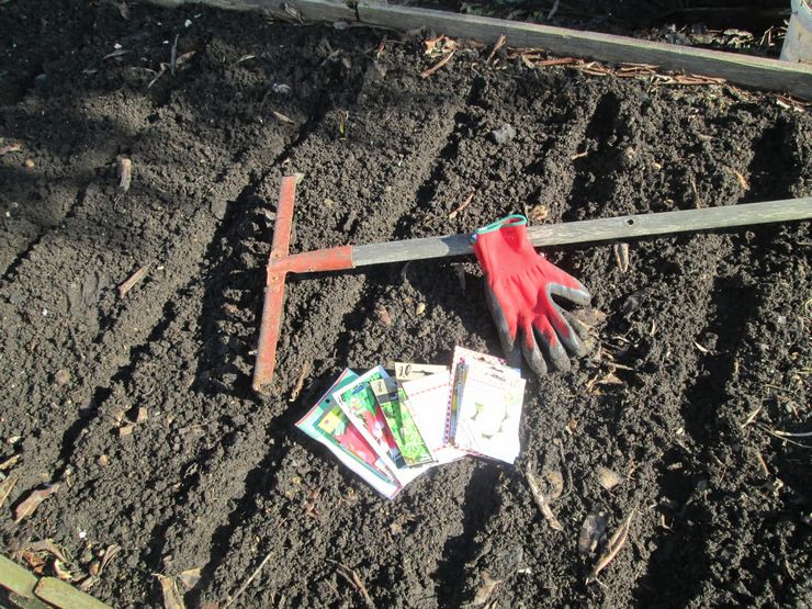 Radijs planten in de volle grond