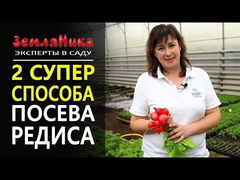 Как правилно да засадите репички със семена? Отглеждане и грижи за репички.