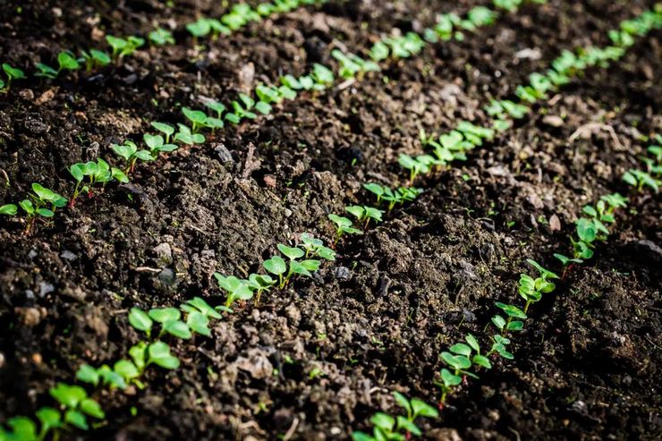 Radijs planten voor de winter