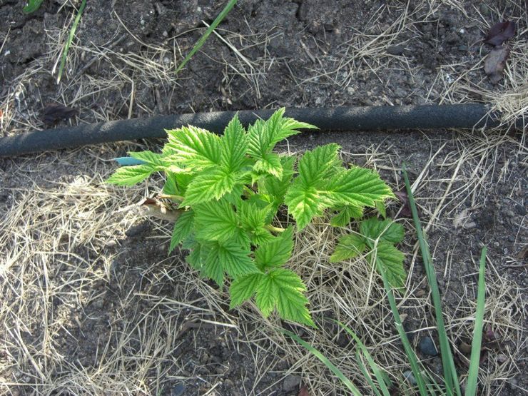 Watering remontant raspberries