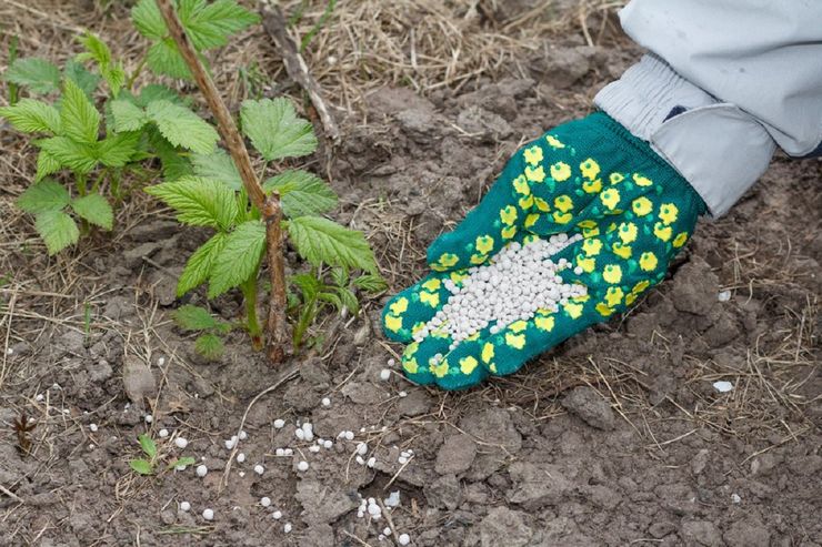 Top dressing of remontant raspberries