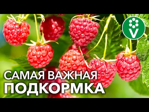 After THIS SPRING RASPBERRY FEEDING, you will harvest berries in buckets!