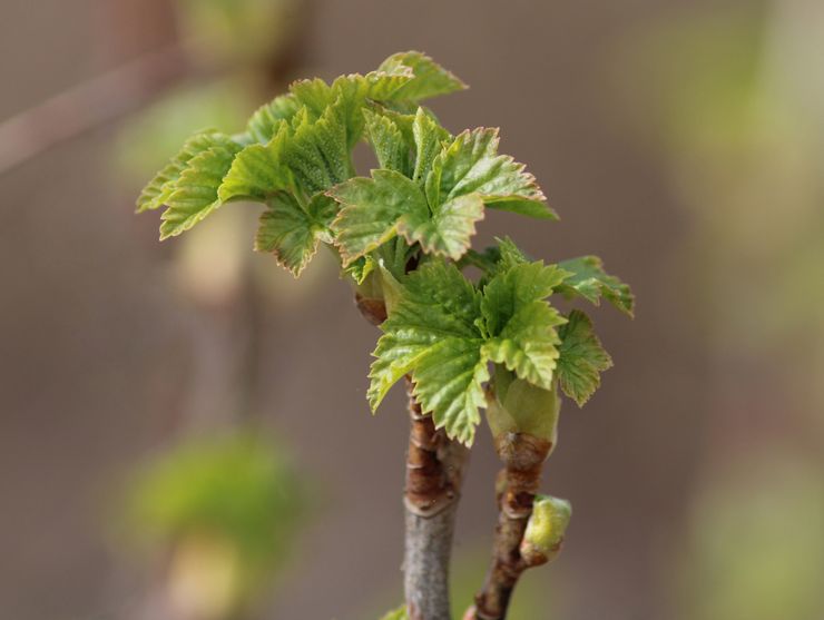 Pruning remontant raspberries