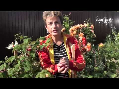 How to prune remontant raspberries. Site