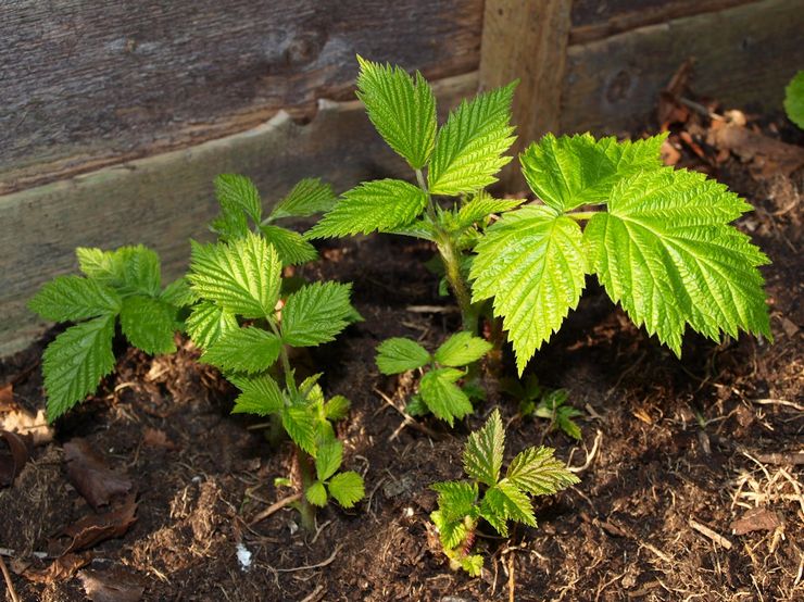 Reproduction of remontant raspberries