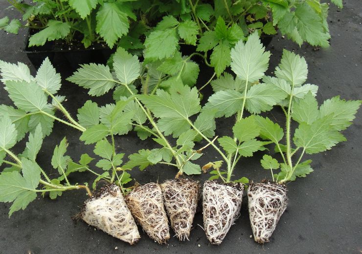 Reproduction of remontant raspberries by green cuttings