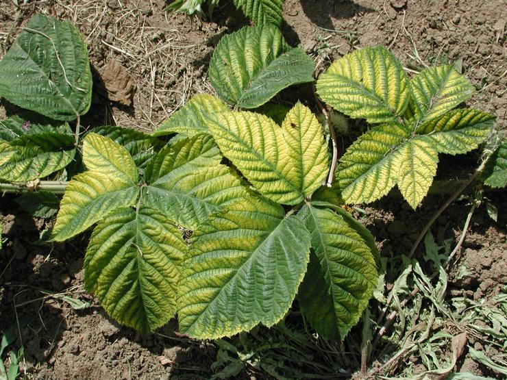 Repairing raspberry pests