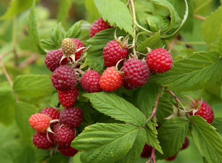 Repair raspberry