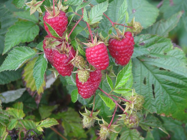 Repaired diamond raspberry
