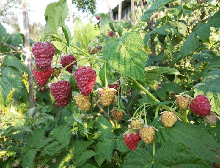Raspberry remontant unattainable