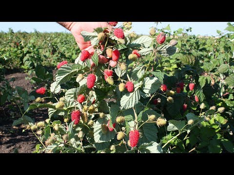 The best varieties of remontant raspberries Variety Pohvalinka Growing tips