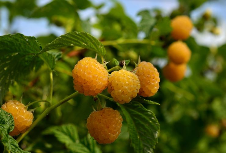 Raspberry remontant Golden domes