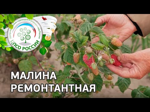Raspberry remontantny - description, cultivation, care.