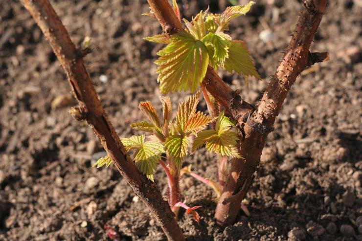 Planting remontant raspberries in open ground