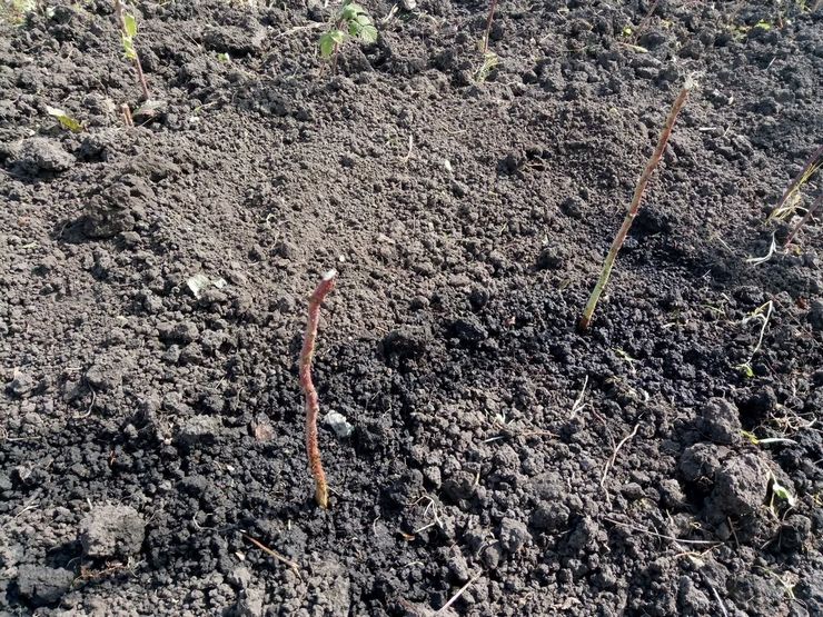 Autumn planting of remontant raspberries