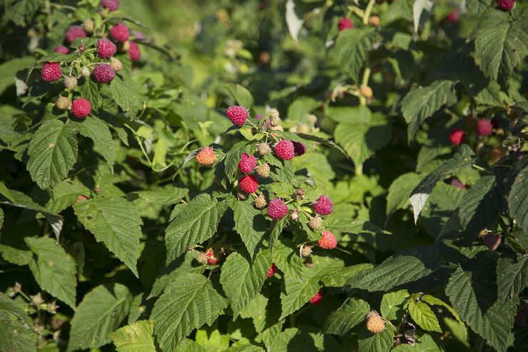 Caring for remontant raspberries