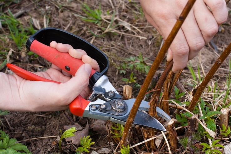 Caring for remontant raspberries in the fall