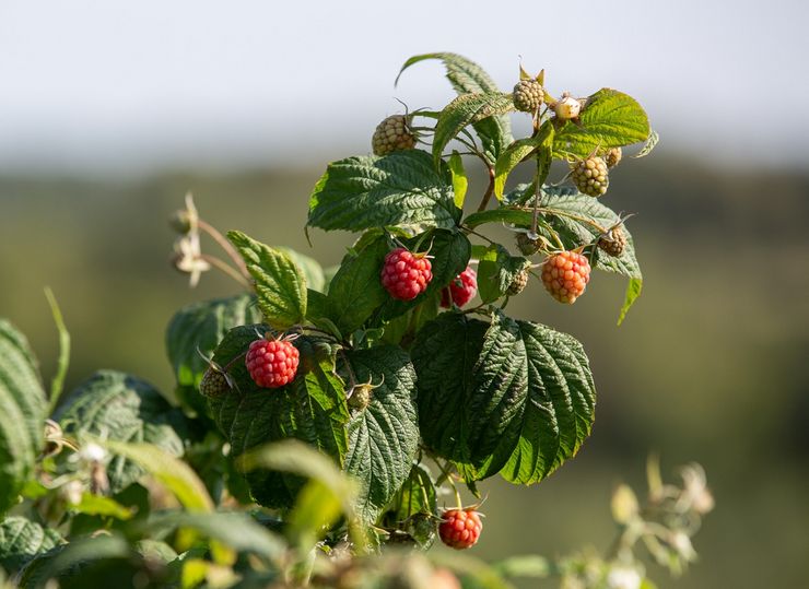 Repair raspberry