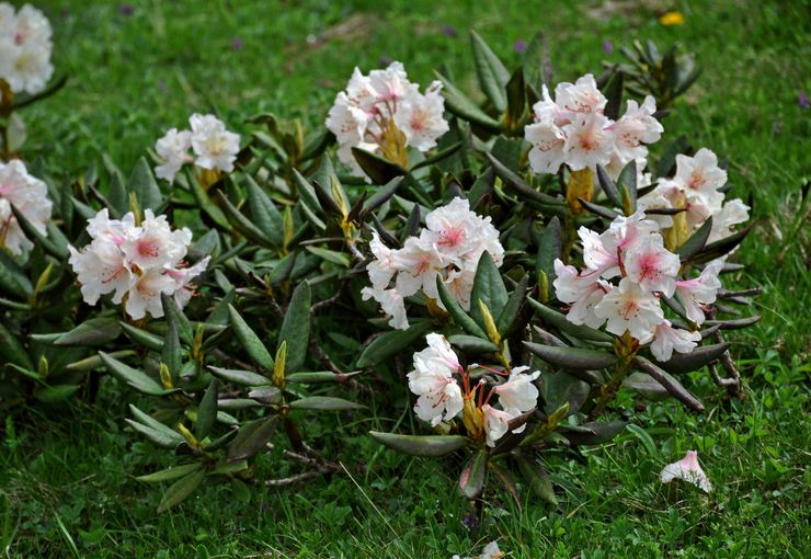 Caucasian rhododendron