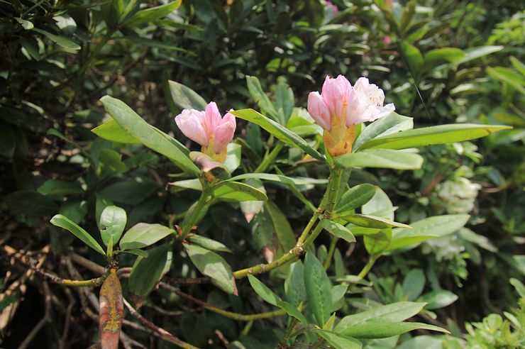 Caucasian rhododendron varieties