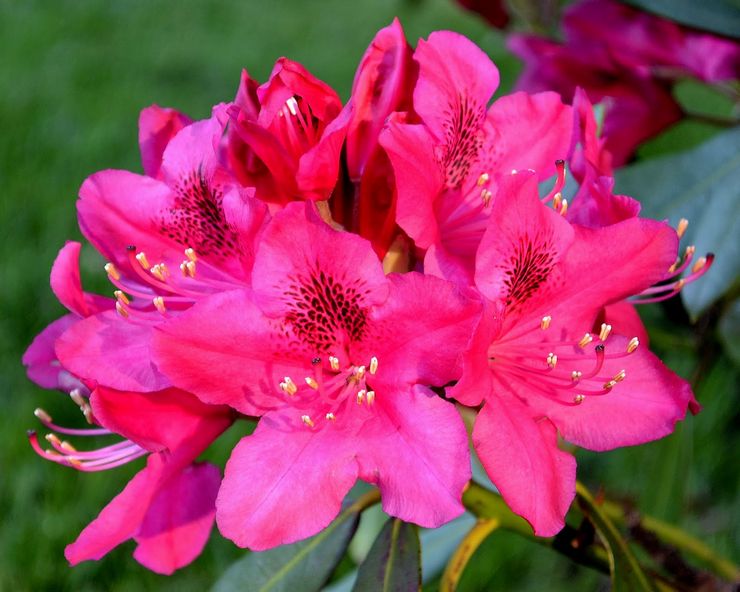 Hybrid rhododendron