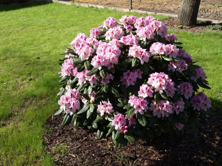 Growing rhododendron in the suburbs