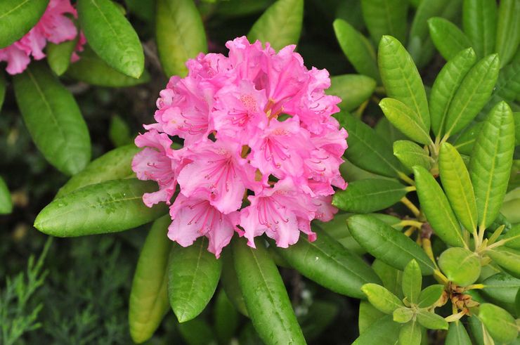 Description of rhododendron