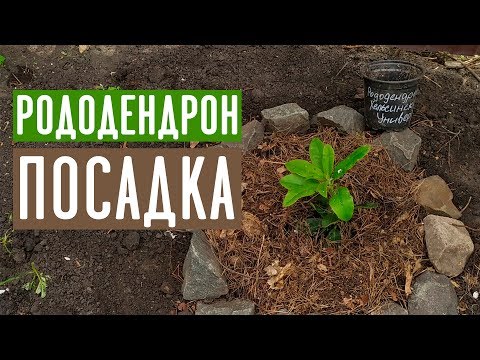 RODODENDRON ❀ How to plant so as not to die? / Garden guide