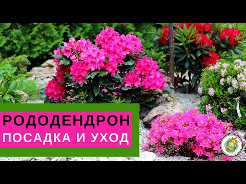 RODODENDRON - planting and care // All the secrets of lush flowering