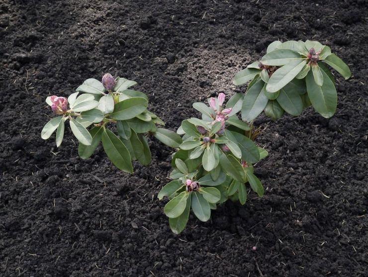 Rhododendron planting rules