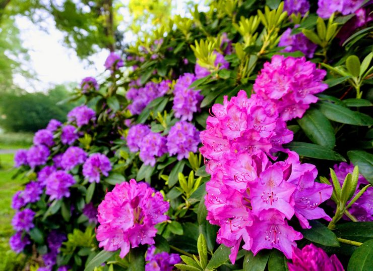 Caring for rhododendron in the garden