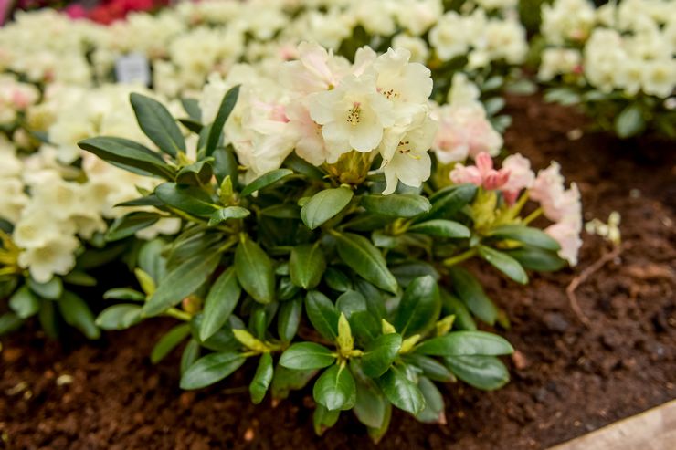 Top dressing of rhododendron