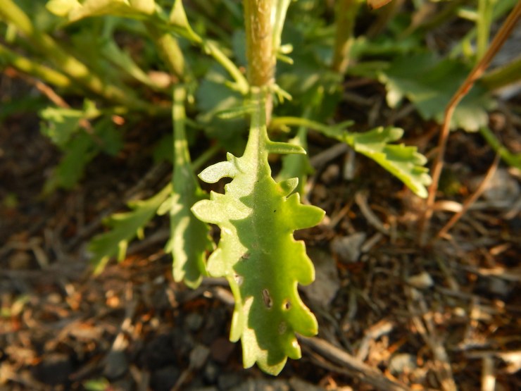 Kamille planten in de volle grond